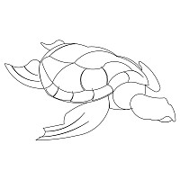 sea turtle single